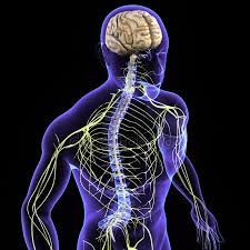 STRENGTHEN YOUR NERVOUS SYSTEM 10 BEST FOOD FOR NERVOUS SYSTEM